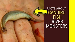 Candiru Fish river monsters Amazing facts about Candiru Fish feedingsize and life cycle for kids [upl. by Laniger921]