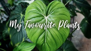 My Favourite Plants Right Now [upl. by Gerrit51]