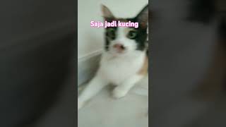 Pergi hotel kucing lepas tu jadi kucing [upl. by Eniarral]