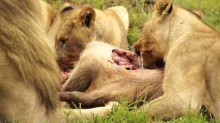 Löwen am Fressen  Lions eating a warthog [upl. by Salohci]