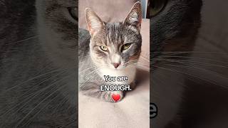 Motivational inspirational chat from Numnum cat ❤️ talkingcat motivation inspiration [upl. by Gunther]