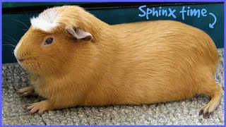 A wheek in the life of a guinea pig 2021 Week 33 [upl. by Ahselaf]