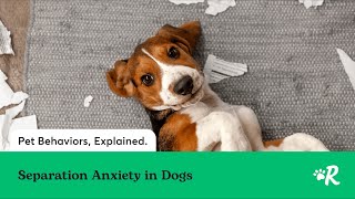 Expert Tips to Solve Separation Anxiety in Dogs [upl. by Xerxes]