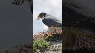 Peregrine Falcon eats a bird’s foot shorts [upl. by Hoon766]