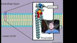 Cell Membranes [upl. by Nuahsal]