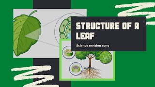 Structure of the Leaf  Science Revision Song [upl. by Liagaba]