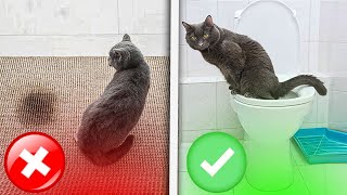 How To “train Your Cat” To Use Your HOUSEHOLD TOILET StepByStepGuide NEW Cattoilettraining [upl. by Osei]