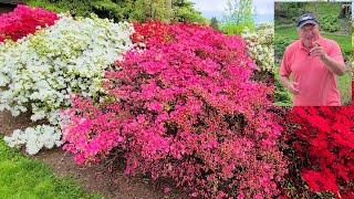 HOW TO Grow Gorgeous Evergreen Azaleas  Davids tips and suggestions [upl. by Ferwerda]