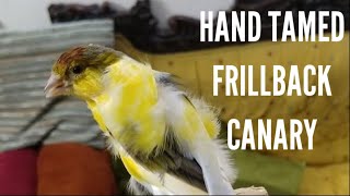 Meet My Trained Canary Bird  My Hand Tamed Canary [upl. by Ahsiret]