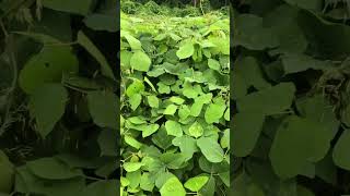 Kudzu Growing in Georgia kudzu plants plantshorts [upl. by Ellertnom]