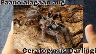 Ceratogyrus Darlingi  Fossorial Tarantula Care and Husbandry [upl. by Mars]