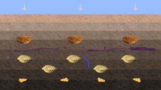 Vidéo fossilisation [upl. by Ervine]