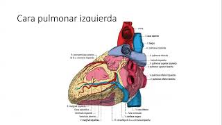 TALLER DE ANATOMÍA CORAZÓN CONFIGURACIÓN EXTERNA [upl. by Josias]