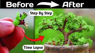 Jade Bonsai Making Time Lapse [upl. by Morven86]