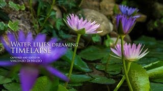 water lilies dreaming  timelapse [upl. by Llorrad626]