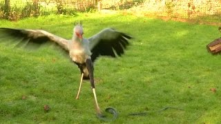 Greifvogel begeistert Wissenschaftler Schlangentöter mit Schnellkraft  DER SPIEGEL [upl. by Tamera361]