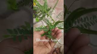 quotBhoomi Amla Powerful Ayurvedic Medicinal Plant quot [upl. by Lilas89]