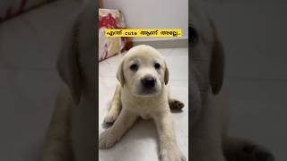 എന്ത് രസമാ കണ്ട് ഇരിക്കാൻ 💕😍 puppy puppylife puppydog puppyvideos love cutepuppy tamil fyp [upl. by Nnaegroeg648]