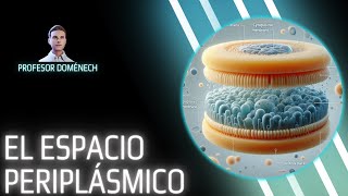 El ESPACIO PERIPLÁSMICO de las BACTERIAS GRAM NEGATIVAS [upl. by Dorfman261]