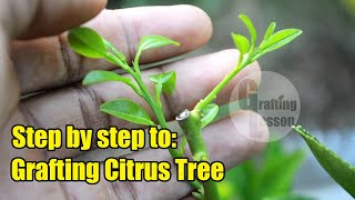 How To Grafting Citrus Fruit Tree Before and After [upl. by Bastien848]