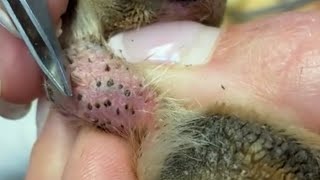 Ingrown Hair on Dog’s Paw [upl. by Yehc]