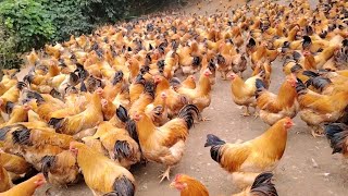 Best Natural Chicken Feed Recipes  DIY Healthy amp Organic Chicken Feed [upl. by Carissa263]