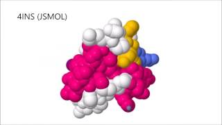 Insulin From Bacteria To You [upl. by Trocki]