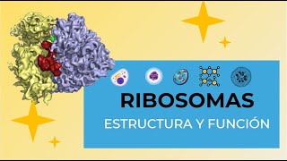 Los Ribosomas [upl. by Suirtemed]