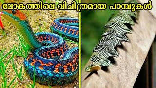 ലോകത്തിലെ വിചിത്രമായ പാമ്പുകൾ  Rarest snakes in the world Malayalam [upl. by Naro]