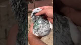 Hi friends aj ap ko bura gajra ka shok original rampuri bird top Indian [upl. by Yonah]