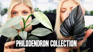 My Philodendron Collection  Part 1 [upl. by Nelia837]