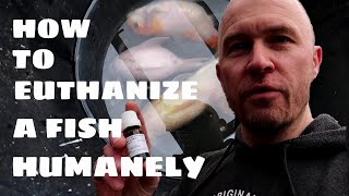 How To Euthanize A Fish Humanely Using Clove Oil [upl. by Ynohtnaeoj]