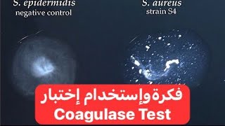 فكرة واستخدام اختبار Coagulase Test [upl. by Atikcir167]