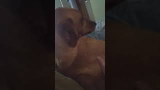 Sandy  Paroxysmal Dyskinesia Seizure  2 year old Labrador 01052020 [upl. by Savinirs]