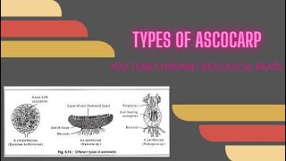 Types of Ascocarp  Fruiting Bodies in Ascomycota [upl. by Smallman418]