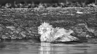 A Bedraggled Owl After Bath Time [upl. by Nicodemus]