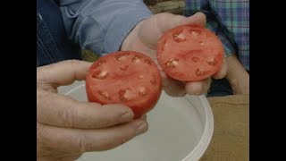 Tomato Seed Saving [upl. by Ahsoj]