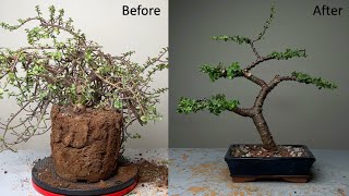 Making Dwarf Jade Bonsai Informal Upright Style  Repotting  Pruning  Wiring  Portulacaria Afra [upl. by Grail946]