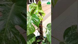 How to Care for Variegated Monstera with Moss Pole [upl. by Gardel]