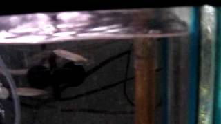 Jardini Arowana Fry For Sale Australian Arowana [upl. by Milford7]