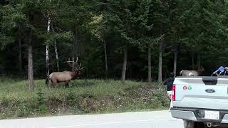 Jasper National Park Big Boy Elk Rut [upl. by Georgette]