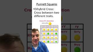 Monohybrid vs Dihybrid Punnett square [upl. by Stortz752]