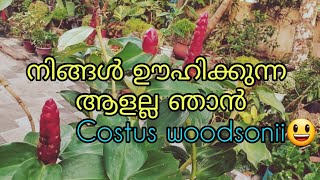 എന്നു൦ gardenil പൂക്കൾ വേണോ red button ginger plant costus woodsonii [upl. by Hidie585]