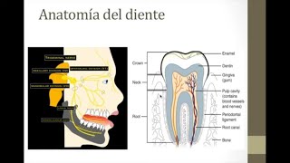 Manejo del dolor de dientes y muelas [upl. by Alonso]