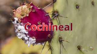 Cochineal [upl. by Iharas]