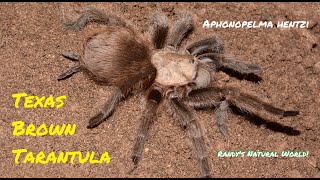 Texas Brown Tarantula Aphonopelma hentzi [upl. by Burnsed]