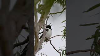 The beautiful song of a Pied Butcherbird birds wildlife song [upl. by Asir]