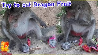 The Monkey to Try and to eat Dragon Fruit [upl. by Ylrahc]