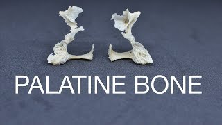 PALATINE BONE [upl. by Nyledaj]