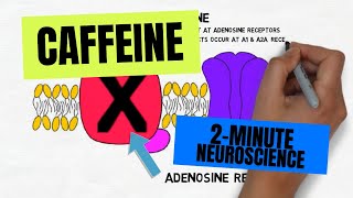 2Minute Neuroscience Caffeine [upl. by Valentin]